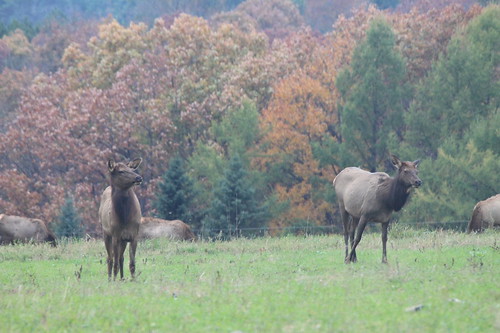 andyarthur elkcountryvisitorscenter noticingsomething