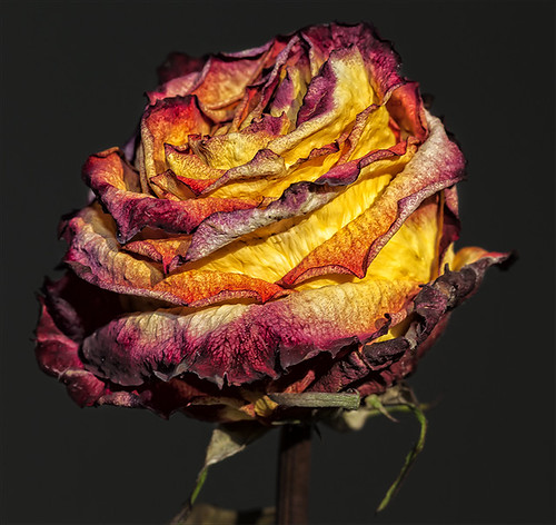 Dried Rose Still Life by robertdanielullmann
