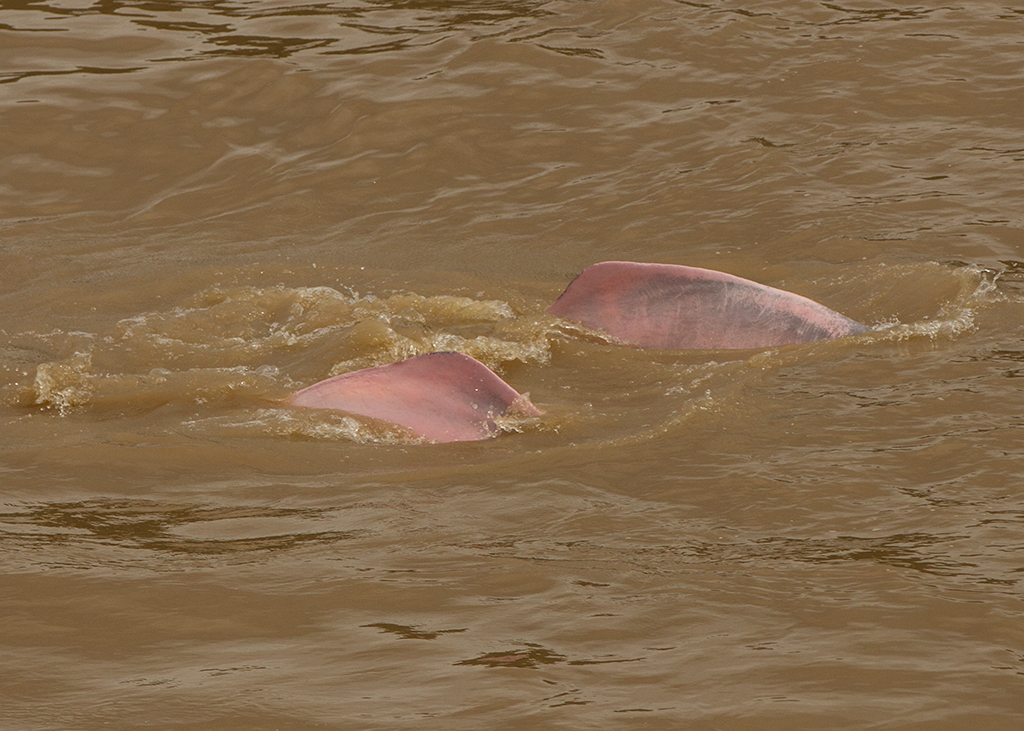 Amazon River Dolphin 2014-01-22
