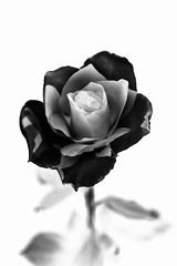 59/365 - white rose - Photo of Ossé