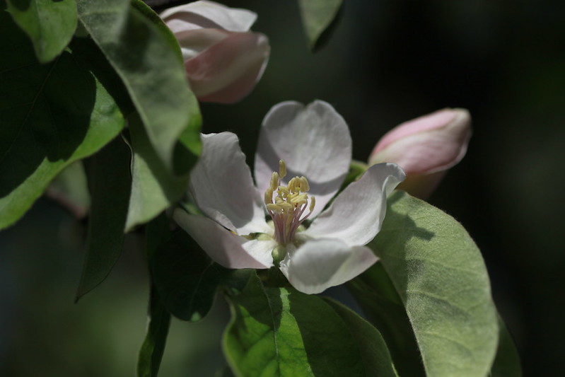 Hoa táo Mèo (Quince apple)