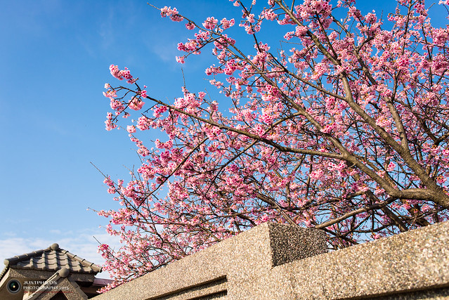 今年拍攝和以往不同，多用廣角鏡拍攝，讓櫻花的盛開美景更突顯。