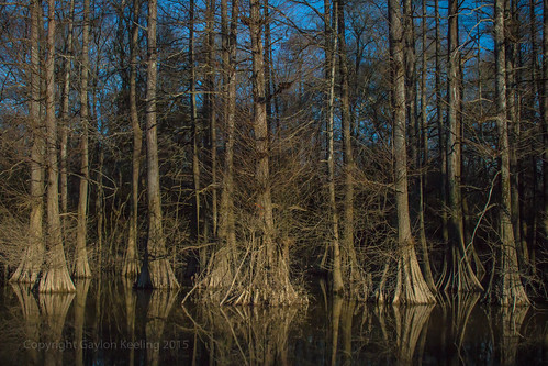 woods louisiana swamp cypresstrees baldcypress frenchtownroadconservationarea louisanastatetree