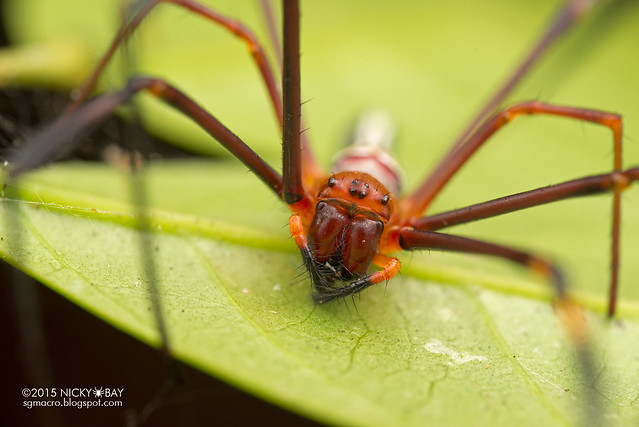 Golden orb web spider (Nephila pilipes) - DSC_1052