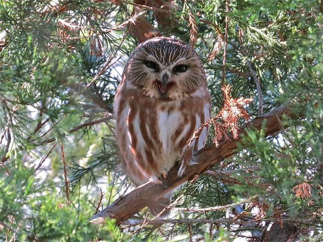 Northern Saw-whet Owl at Clinton Lake in DeWitt County, IL 54