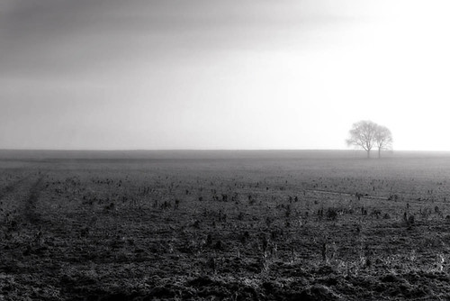 trees winter bw white mist black landscape mono mood sony warwickshire wixford a6000 jactoll