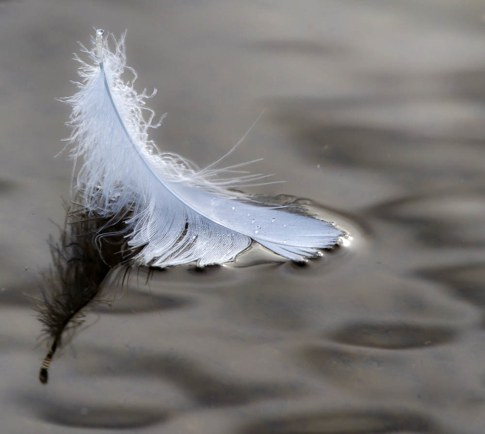 Swan Feather, Hyde Park