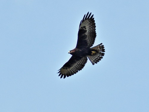 Short-tailed Hawk dark morph 20131023
