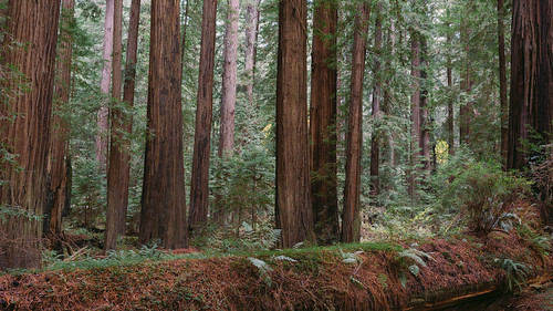 california trees nature forest canon big scenery tall redwoods avenueofthegiants humboldtredwoodsstatepark canoneos5dmarkiii sigma35mmf14dghsmart