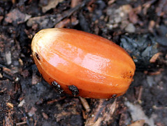 fallen nut beneath a Floydia praelta tree