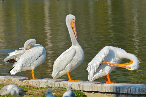 white birds pelican