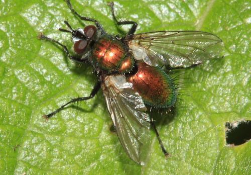 Gymnocheta viridis5176