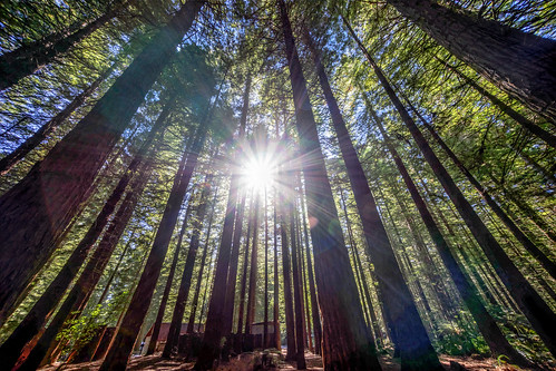 travel trees newzealand sun nature forest landscapes rotorua hiking backpacking lensflare redwood backpackers