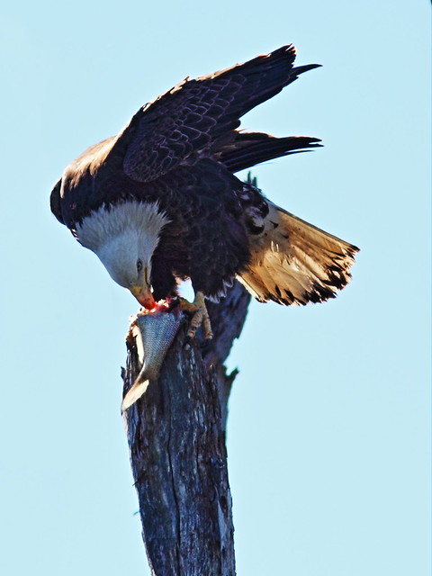 Bald Eagle female with fish 992-20150128