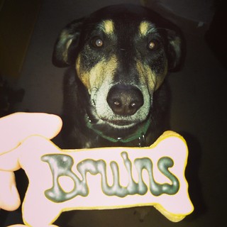 Tut showing his support for @bruinshockey and Bergeron in the All Star Game! #dogstagram #instadog #bostonbruins #bruins #dogtreat #happydog #rescued #coonhoundmix #adoptdontshop