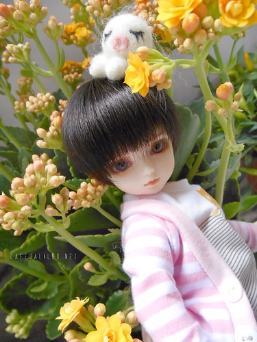 Flower Boy Sihoo