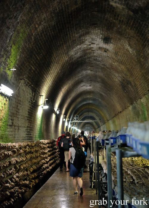 Walking through the Li-Sun Exotic Mushrooms railway tunnel, Mittagong