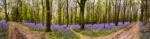 uk trees panorama bluebells canon landscape woods dorset canon5d paths 2470l bluebellwood canon2470l delcombewoods delcombe canon5d3 canon5dmark3 canon2470li 2470li