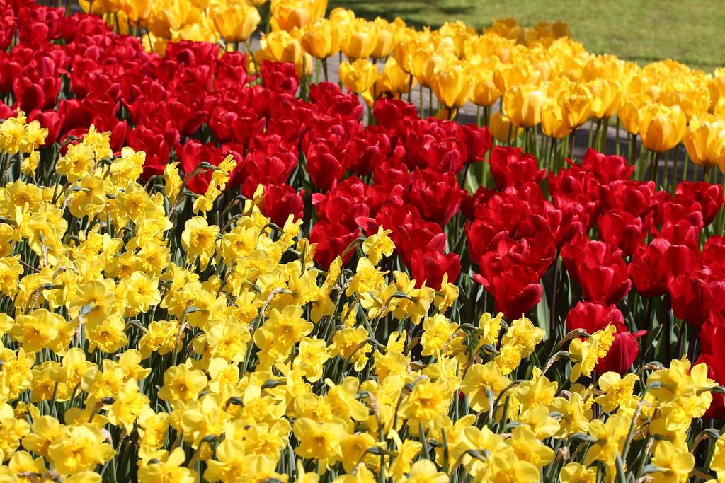 Keukenhof, is one of the world's largest flower gardens