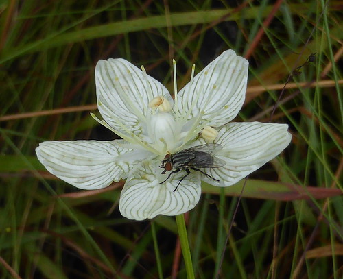 fly pollinator parnassiacaroliniana carolinagrassofparnassus