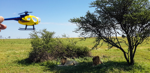 nationalpark serengeti heli toytrips tanzania lionsphone