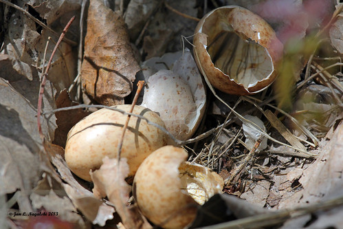 ohio nature spring babies nest wildlife eggs woodcock hatchlings americanwoodcock scolopaxminor mageemarsh hatchedeggs canon60d jannagal jannagalski openedeggs