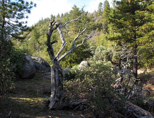 california old trees wild mountains nature beauty forest landscape dead outdoors scenic adventure gnarly sierranevada exploration twisted highsierra sequoianationalforest fresnocounty kingscanyonscenicbyway zoniedude1 canonpowershotg11 earthnaturelife gnarlydeadtree 5250ftelevation