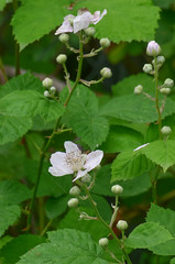 Rubus armeniacus (syn. Rubus discolor), Family Rosaceae