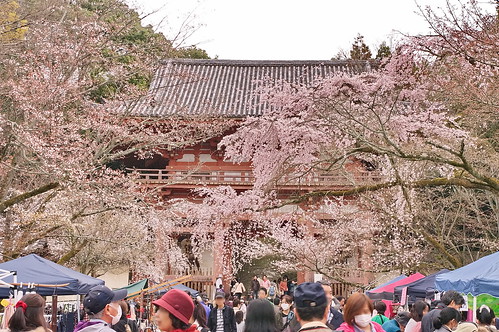 【写真】2013 桜 : 醍醐寺/2021-10-20/IMGP9066