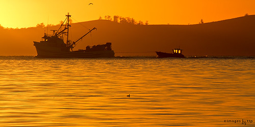 silhouette sunrise fishing tasmania chugging trawler towing fishingtrawler tugging facebookcomimagestlp imagestlp