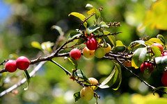 Red Fruited Ebony (Diospyros mabacea)