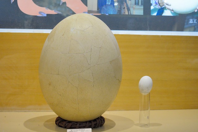 恐鳥蛋化石和雞蛋的比較