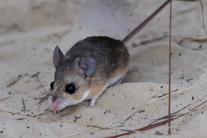 Florida mouse