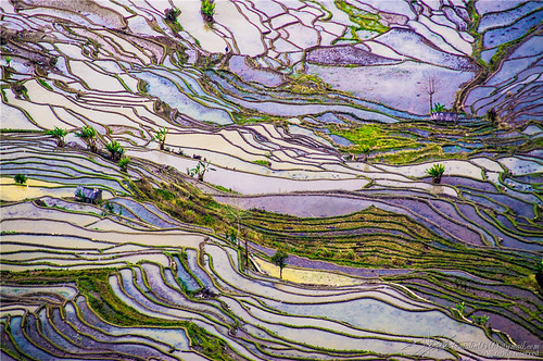 china travel color colour reflection nature field landscape rice natural terrace sony chinese line land terre 中国 yunnan paysage chine champ ligne yuanyang 云南 元阳 a55 梯田 coloris qiconglin