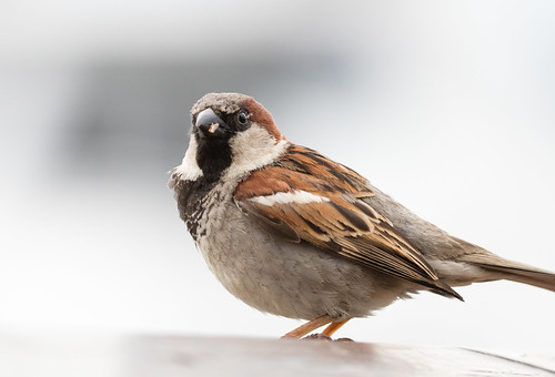 House Sparrow at Bar Harbor