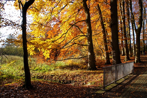 autumn sunset orange sun fall germany paul deutschland europe forrest hiking sony mecklenburgvorpommern mues nex baumgart nex5