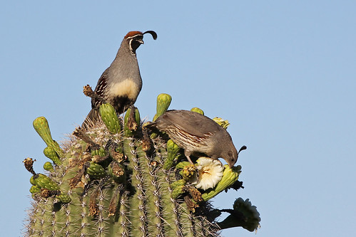 cactus naturaleza nature birds pareja pair aves pájaros saguaro passaros codorniz odontophoridae saguaroflowers