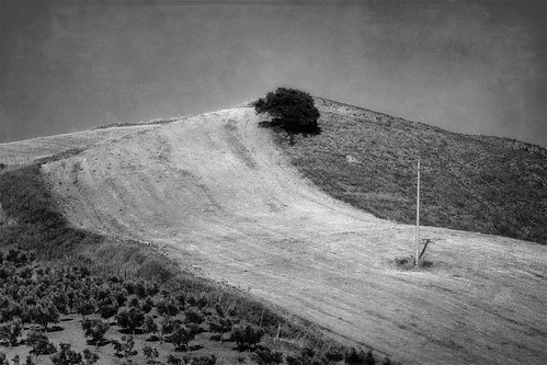 blackandwhite bw italy tree field landscape countryside mediterranean hill sud