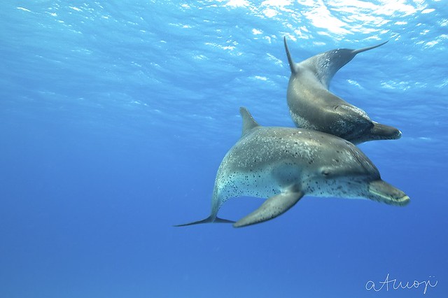 Bimini Dolphin Swim - 21/2013