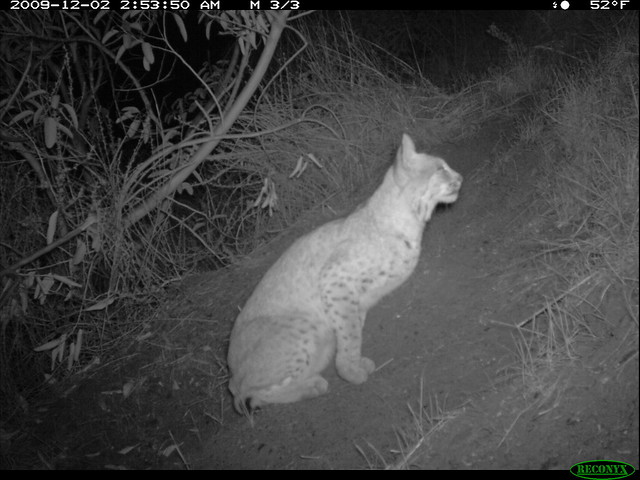Bobcat at Night