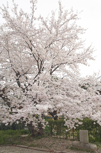 【写真】2014 桜 : 立本寺/2020-03-01/IMGP5755