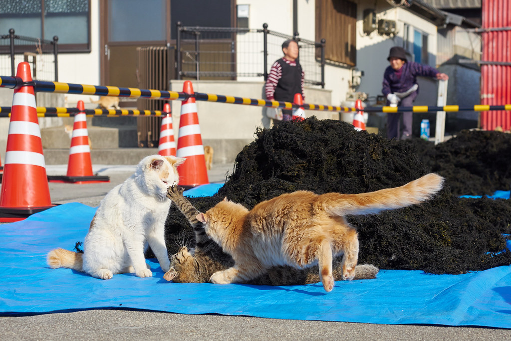 Visit Aoshima Island, The Famous Island of Cats