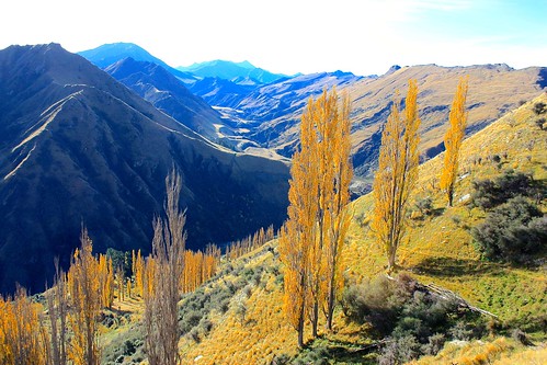 Fall foilage in New Zealand