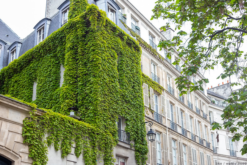 Rue de Seine, ivy
