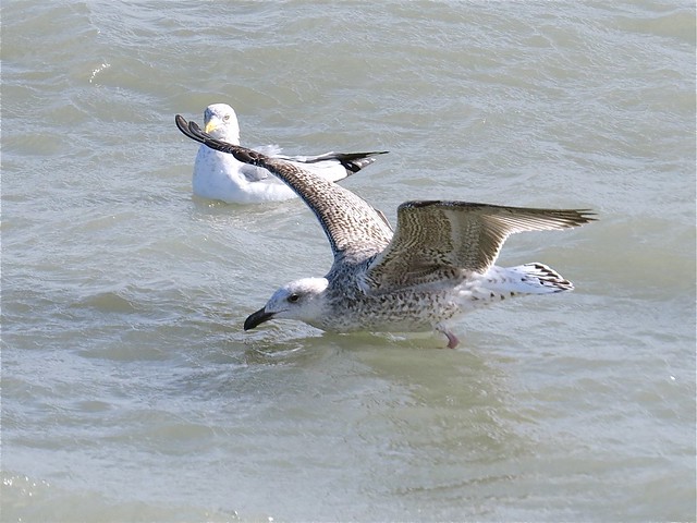 Great Black-backed Gull (1st Cycle) at North Point Marina in Lake County, IL 03