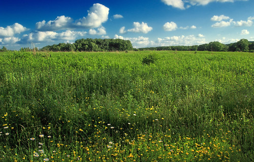 flowers trees summer sky field grass clouds pennsylvania hill meadow cumulus creativecommons wildflowers crawfordcounty erienationalwildliferefuge