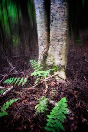 fern tree forest secret birch