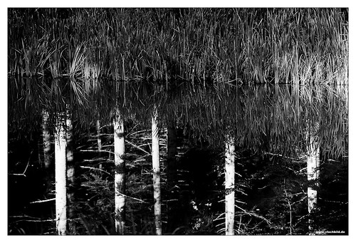 bw white lake black france reflection blanco nature monochrome europe noir negro natur daily environment monochrom weiss blanc schwarz moselle naturephotography outdoorphotography borderfx minoltaaf20028apo sonyslta99 domainelestroisforêts