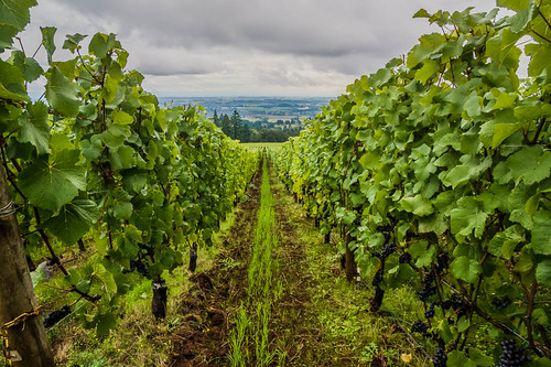 oregon unitedstates wine country winery dayton willamettevalley