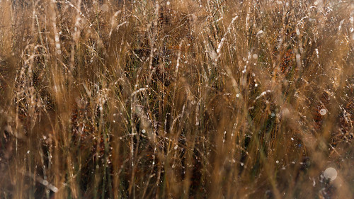 france eau photographie paysage vegetal herbe leslandes rosée éléments morcenx